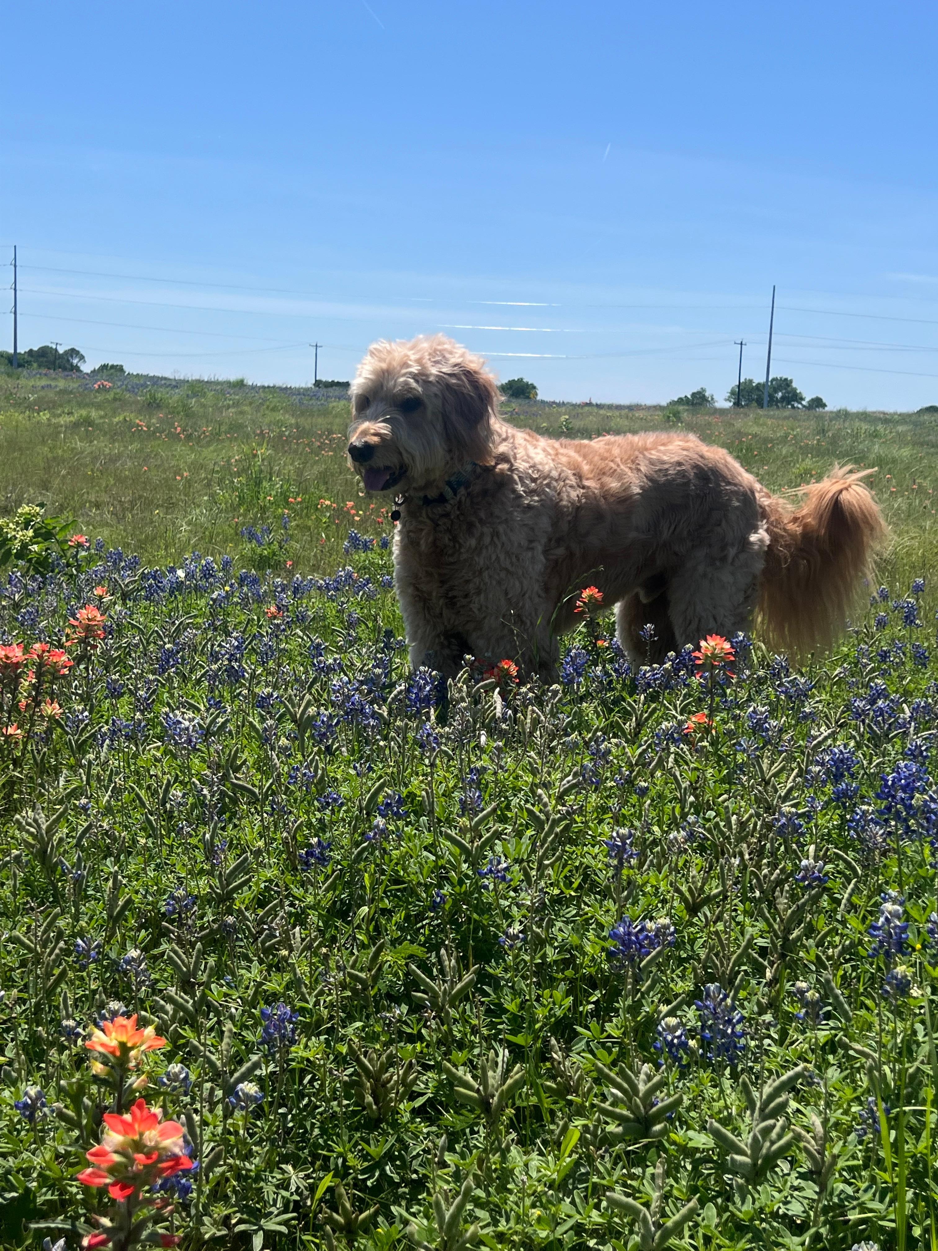 Bubba enjoying the wild flowers on the ranch! 