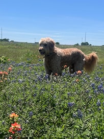 Bubba enjoying the wild flowers on the ranch!