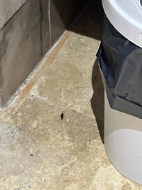 cockroach in the room