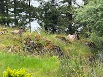 Deer sleeping in front of patio in the morning.