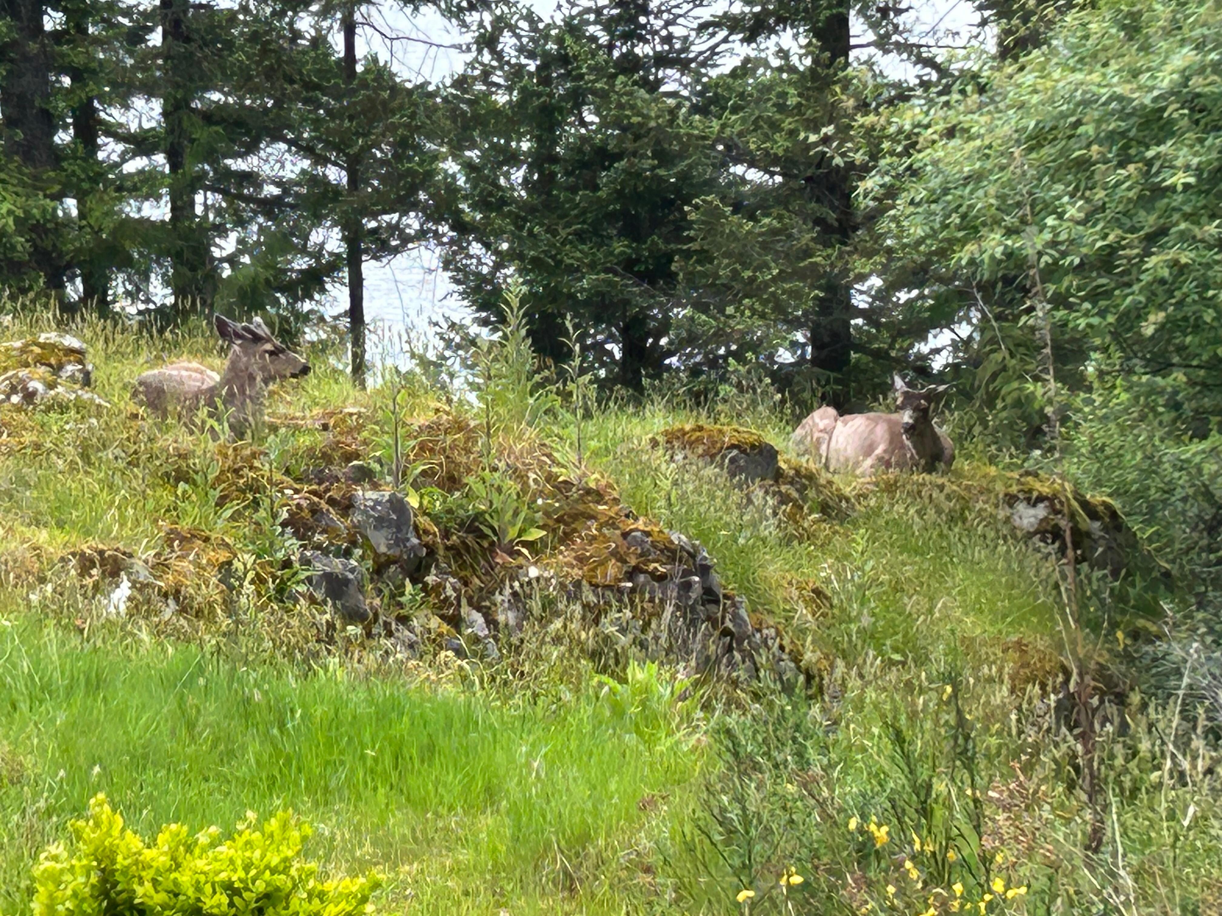 Deer sleeping in front of patio in the morning. 