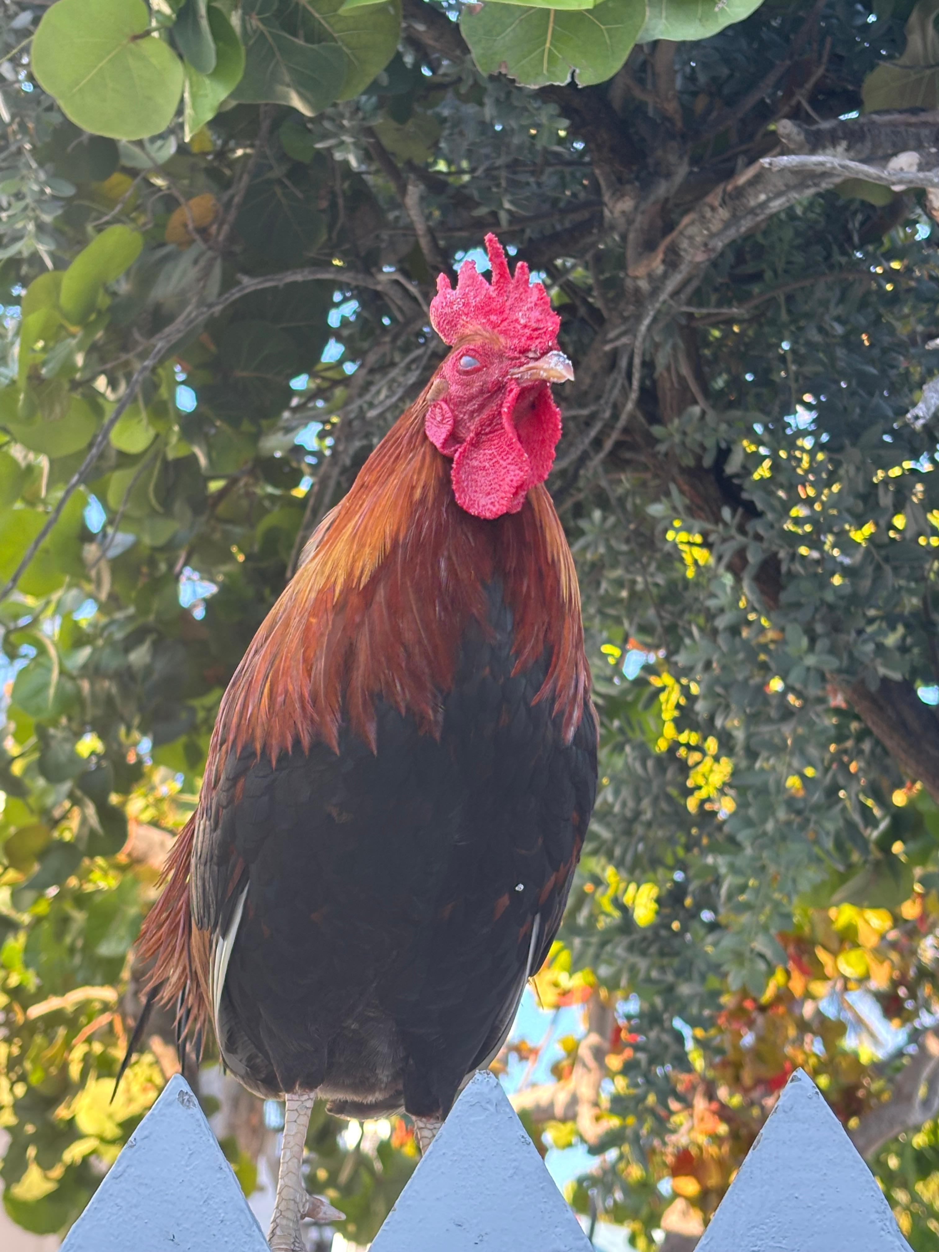 Roosters and chickens everywhere. Would let you know what time it was. 