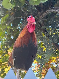 Roosters and chickens everywhere. Would let you know what time it was.