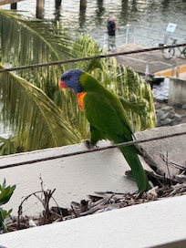 Rainbow Lorikeet on balcony