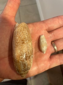 One of our favorite things to do was go shelling!