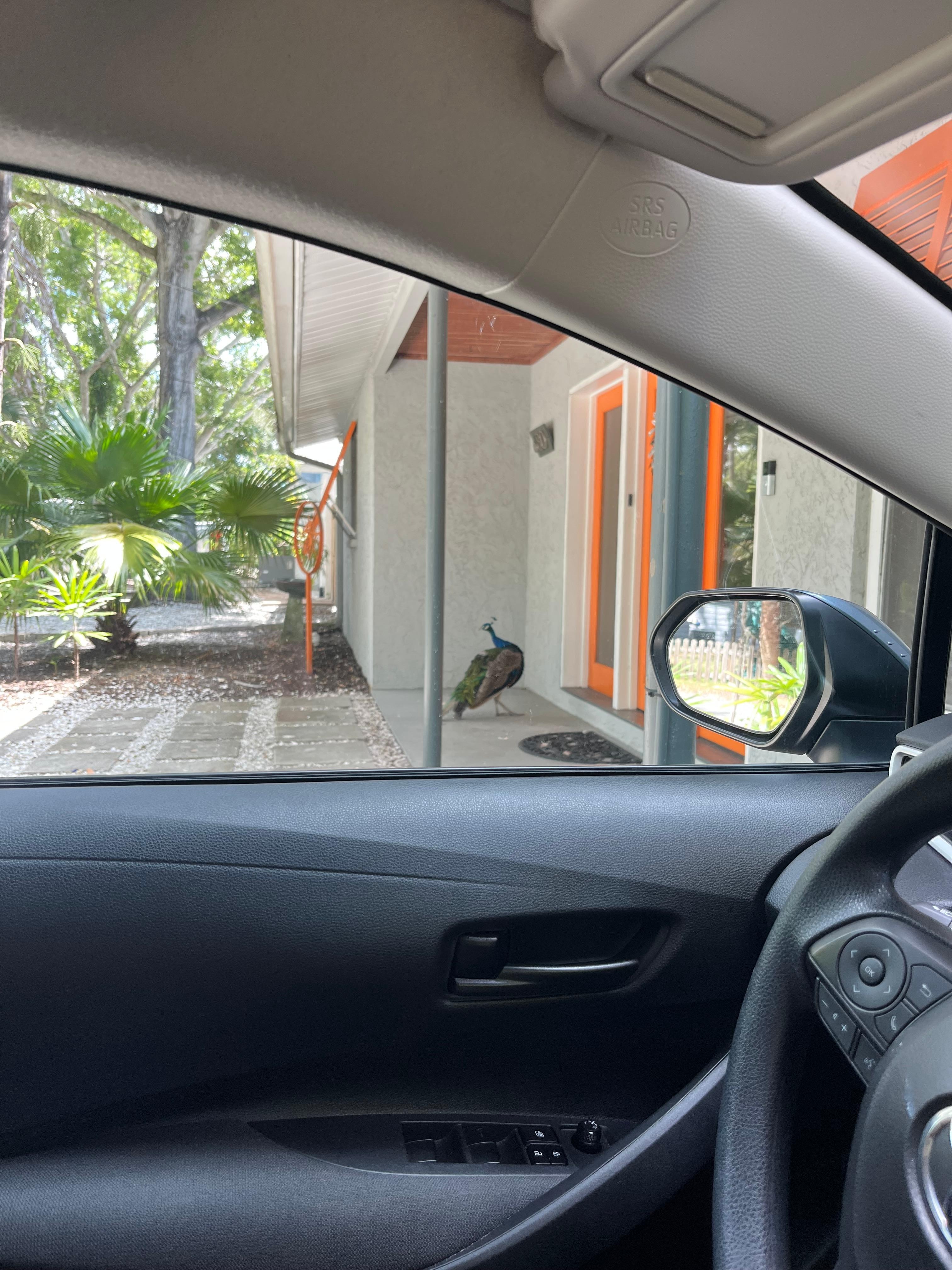 Our welcoming committee!