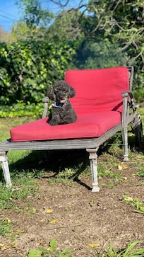 Our Lincoln lounging