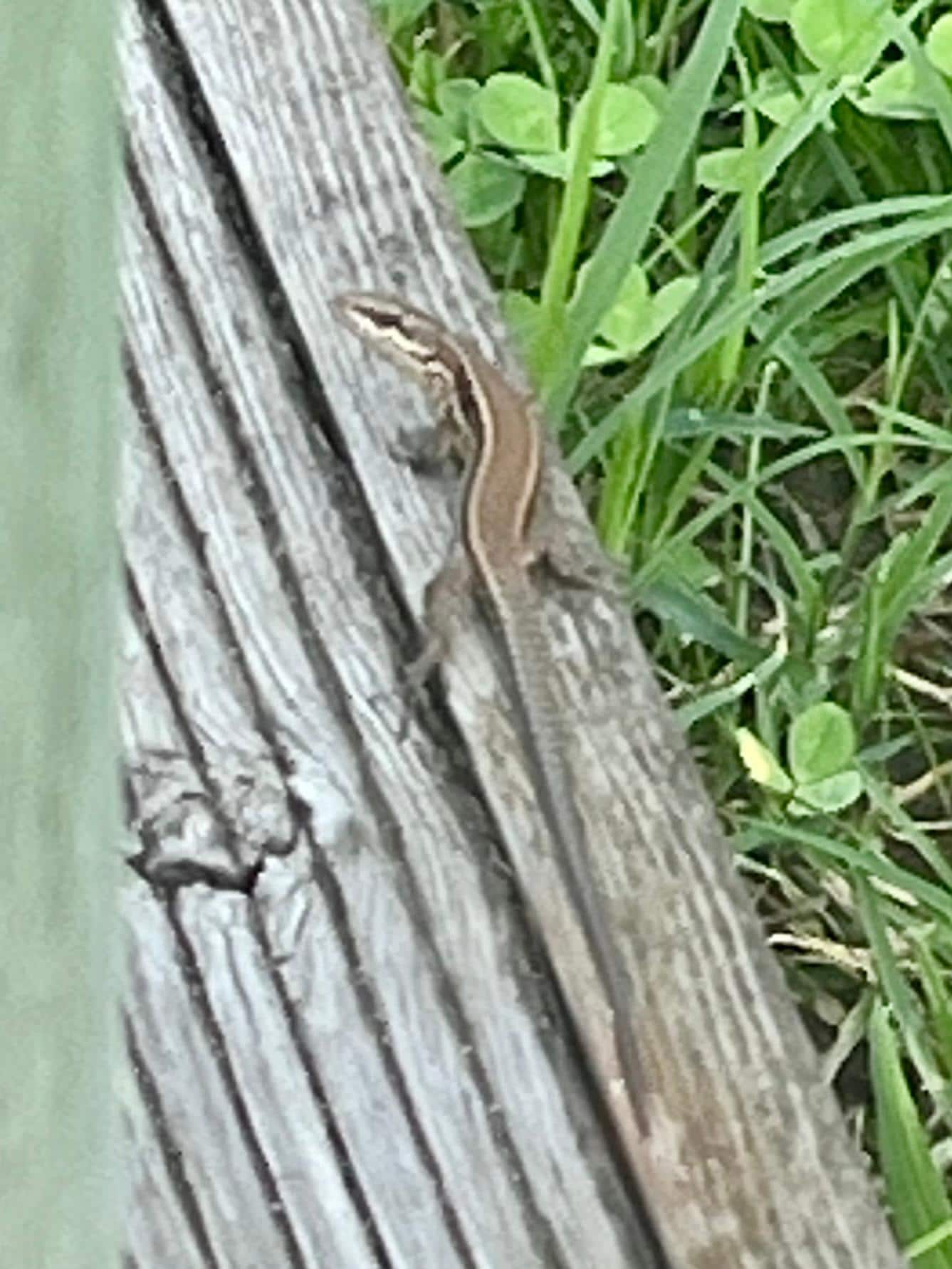 Kleine Garten-Bewohner 