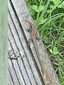 Kleine Garten-Bewohner