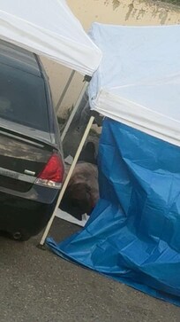Dead body visible from Kitchette window.