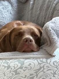 Great place for a good nap after our adventures.