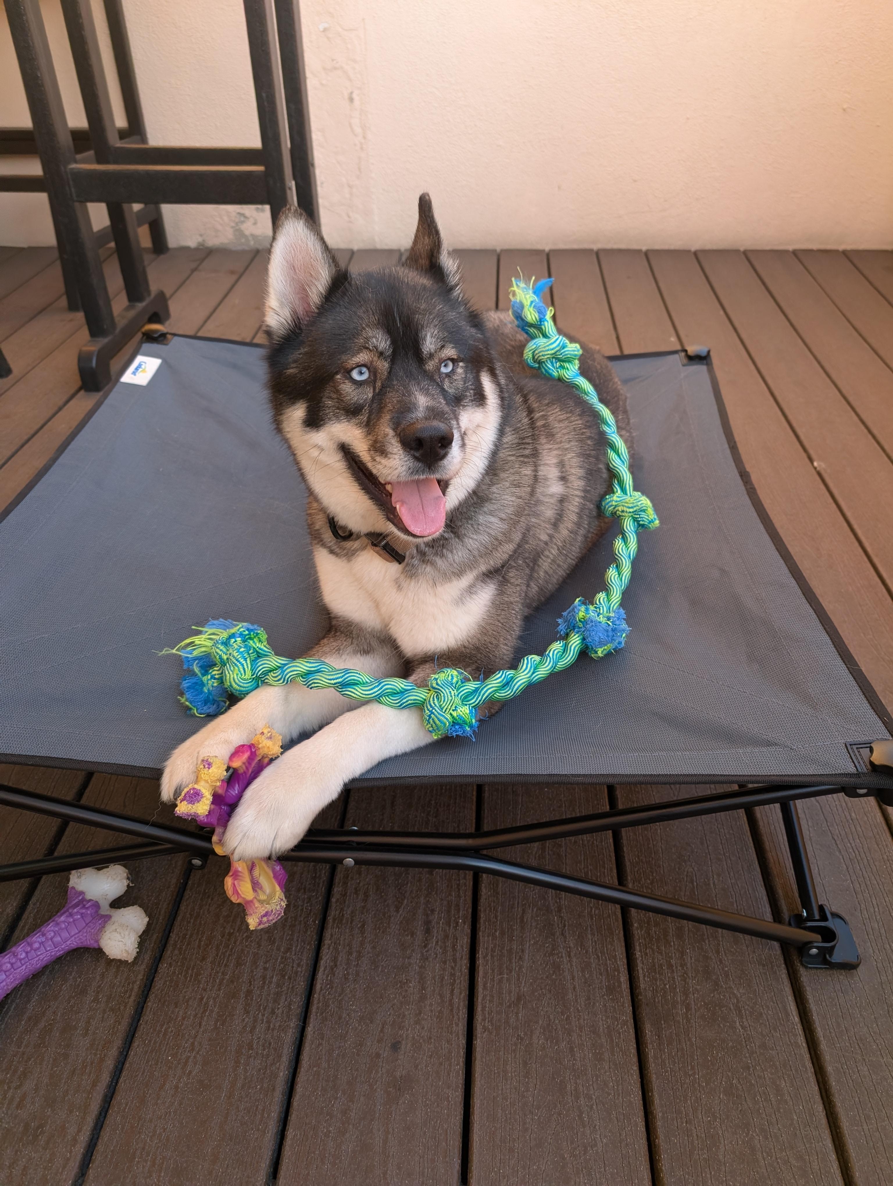 Our Dog River loved it.