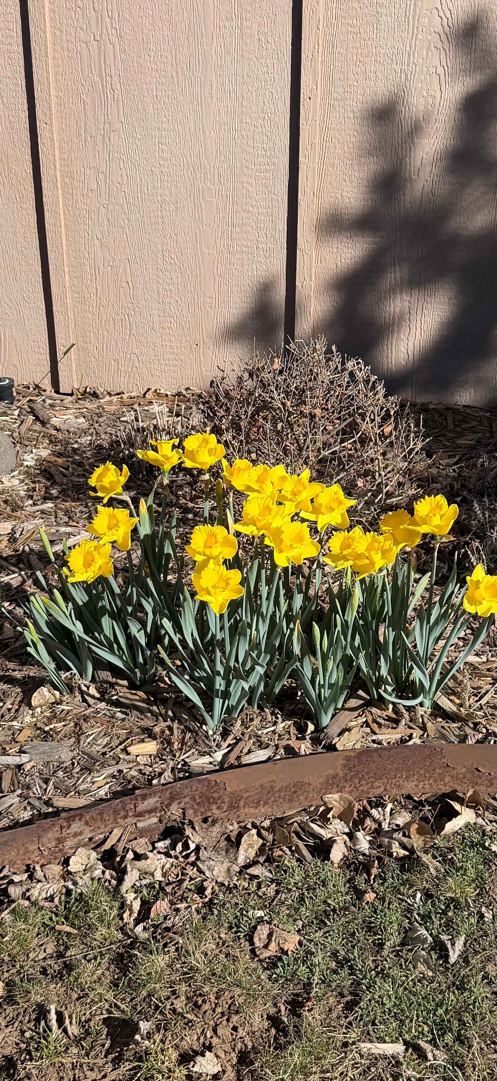 Beautiful Flowers around property 