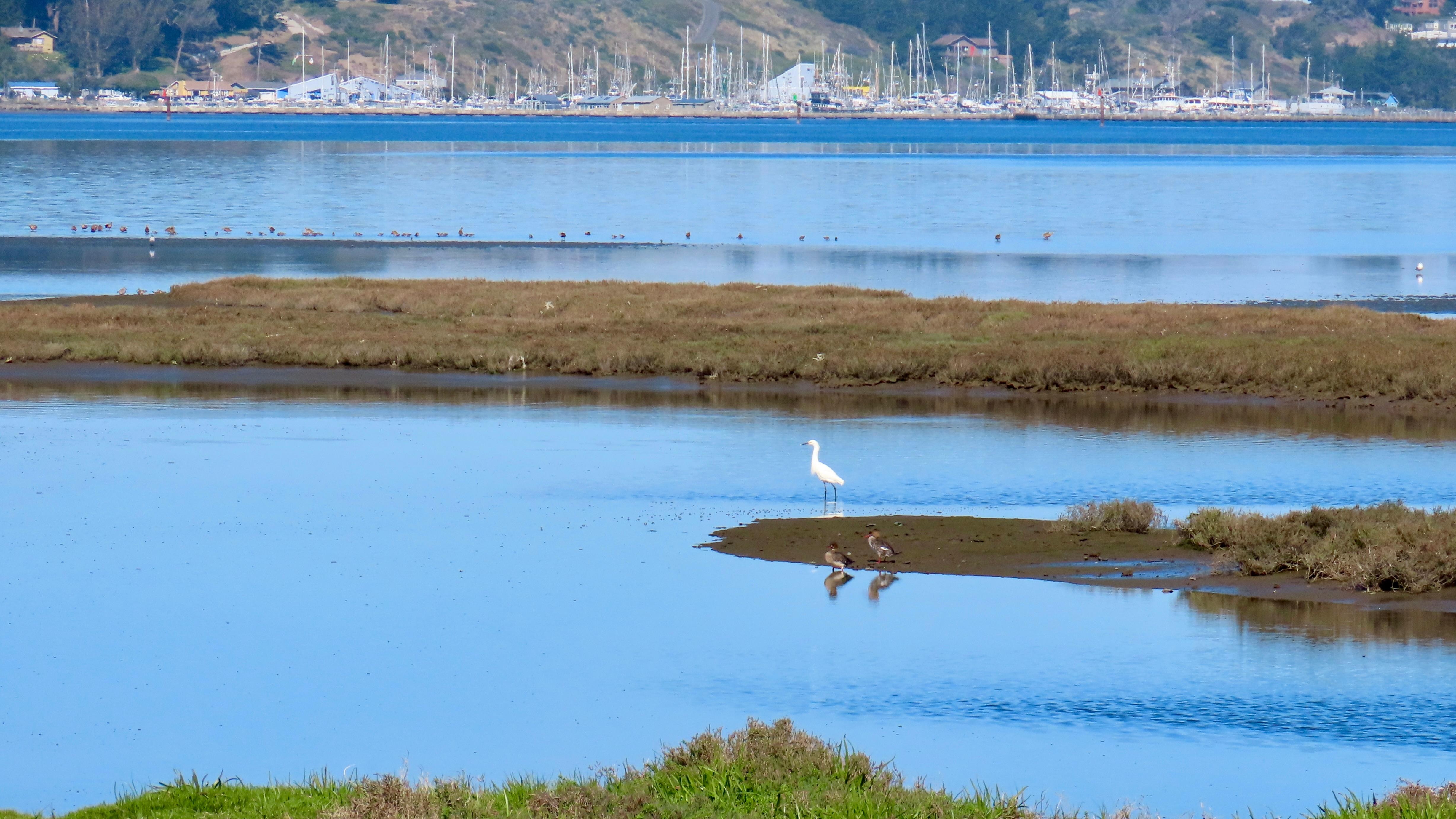 The marsh next to the harbor