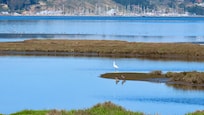 The marsh next to the harbor