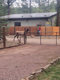 Daily visitors