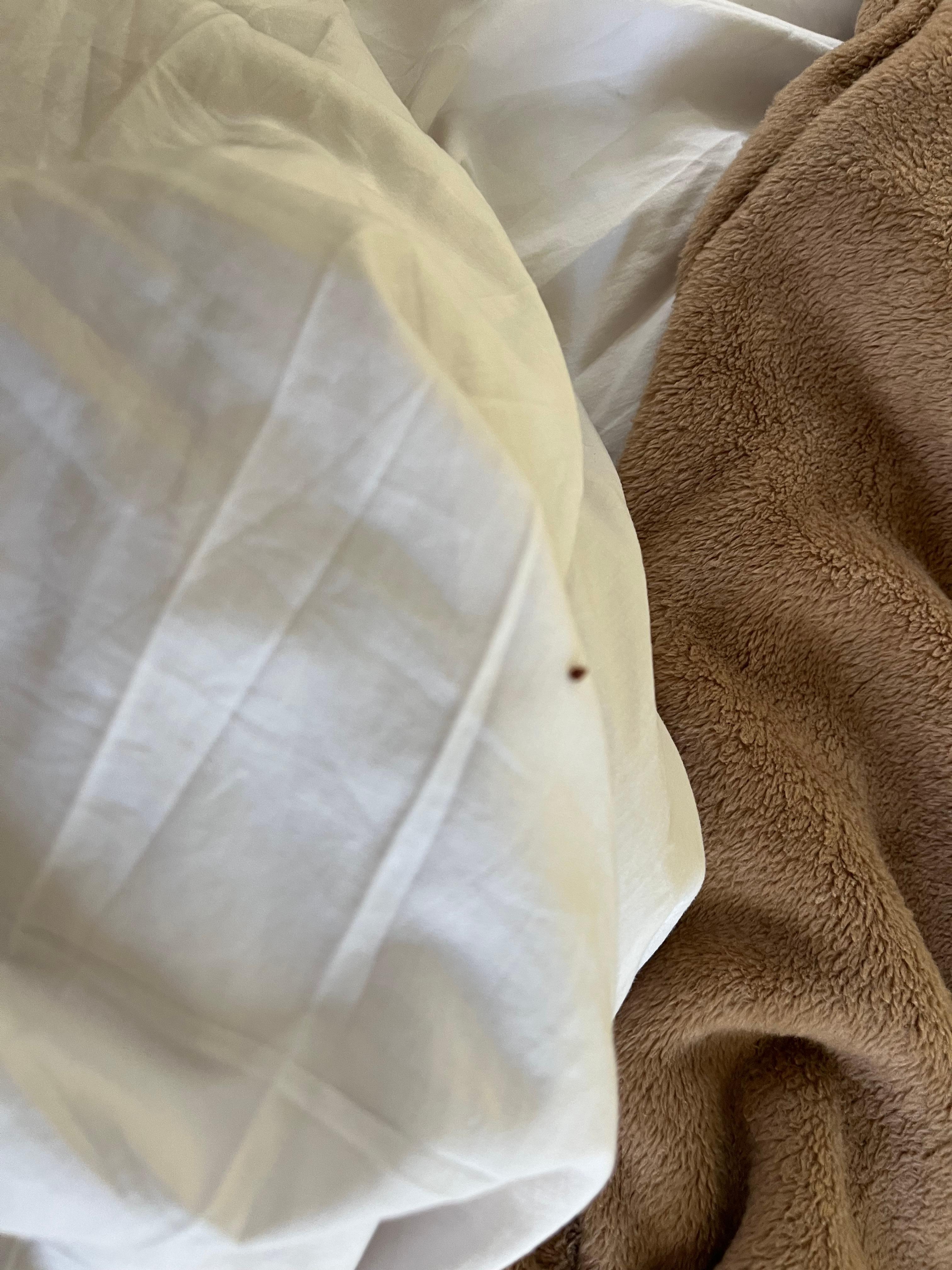 Cockroach 