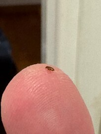 Apparent bed bug/flea on finger (2:23 AM CEST May 3)