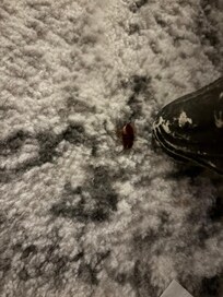 Cockroach on floor