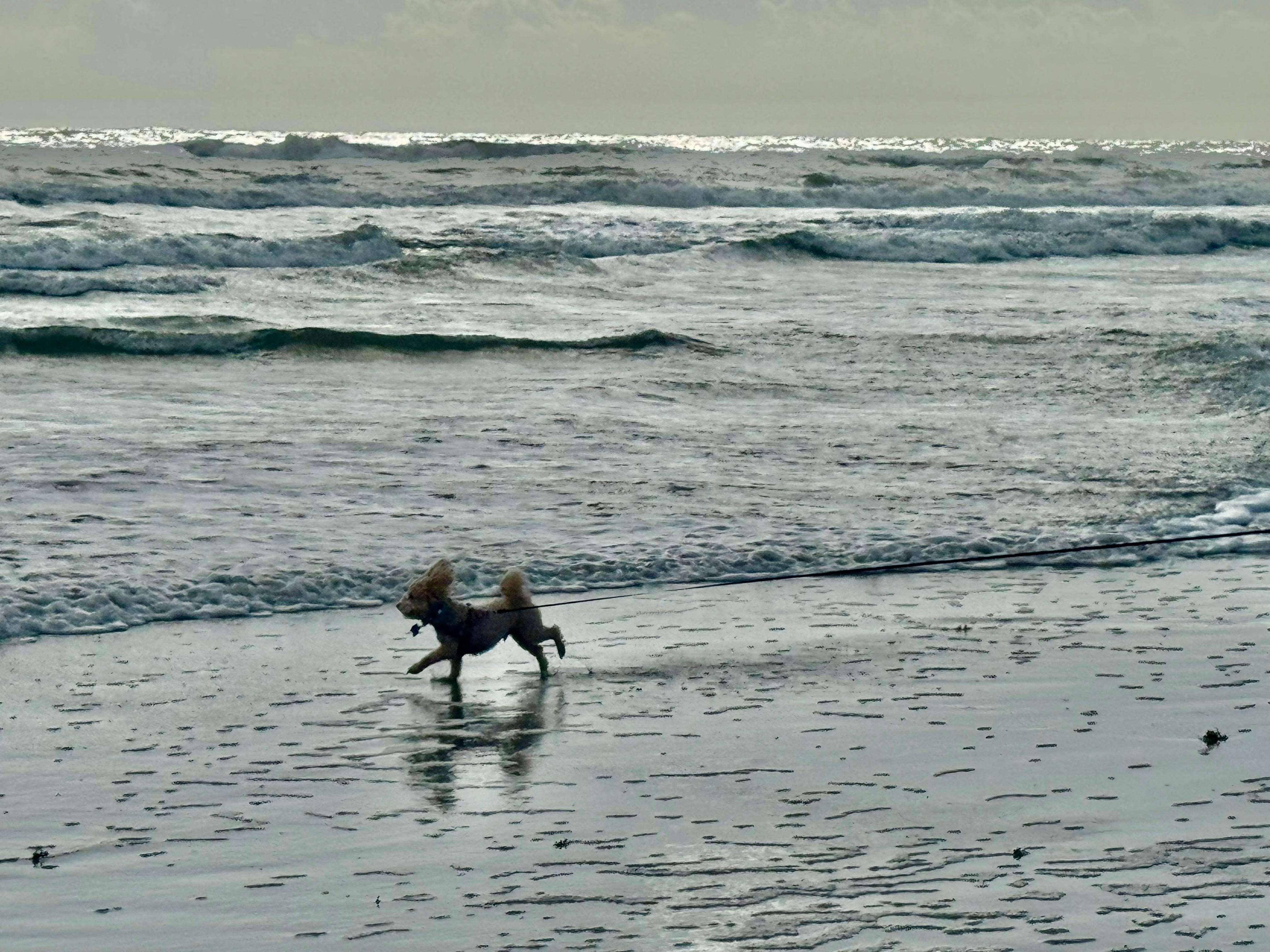 Our little Maltipoo Luke loved the dog friendly beach!  