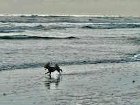 Our little Maltipoo Luke loved the dog friendly beach!