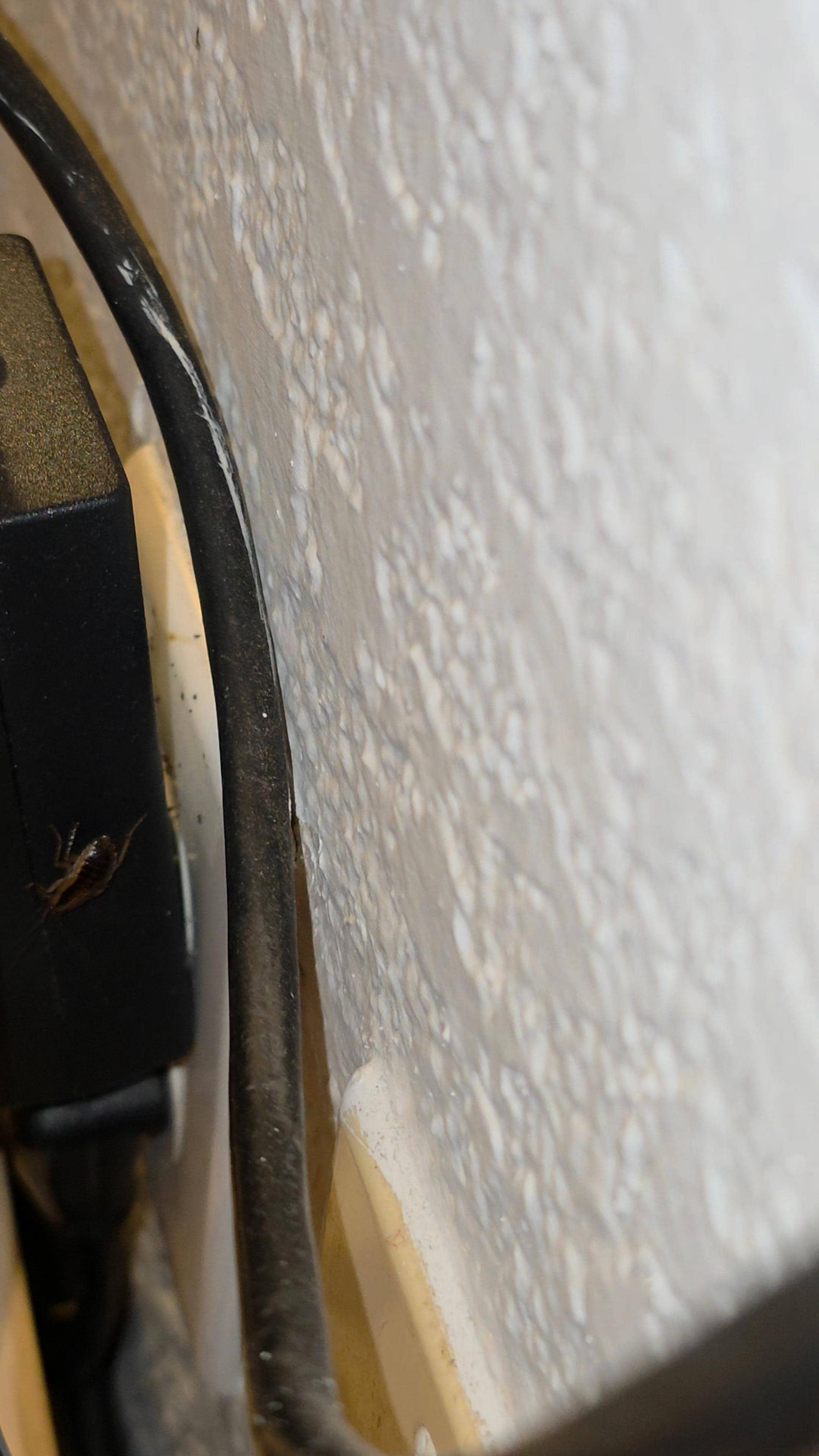 Cockroach running around on the desk (near tv)