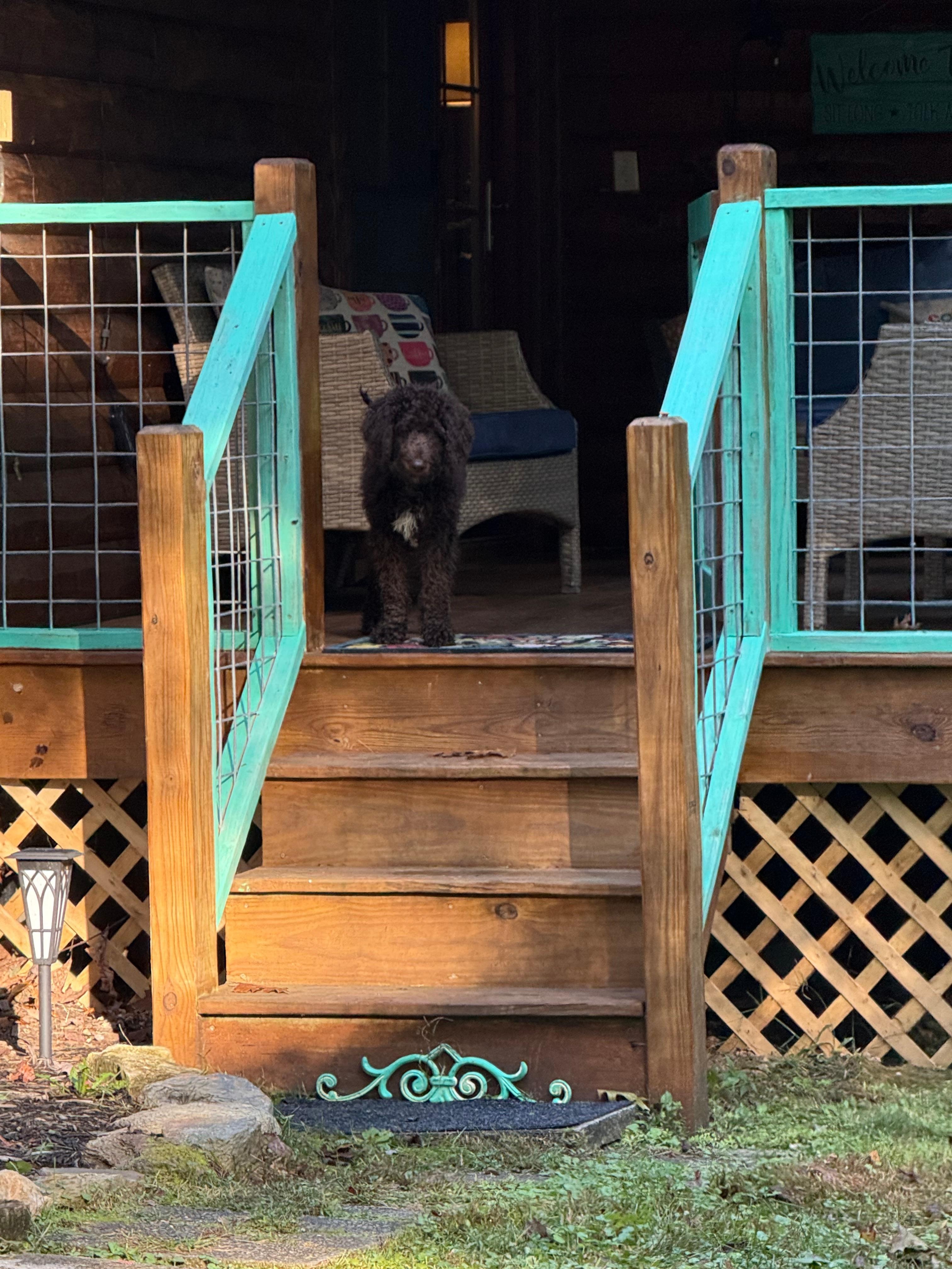 Dog Friendly.  Fenced in yard.  Plenty of sticks to keep this Labradoodle happy. 