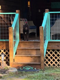 Dog Friendly. Fenced in yard. Plenty of sticks to keep this Labradoodle happy.