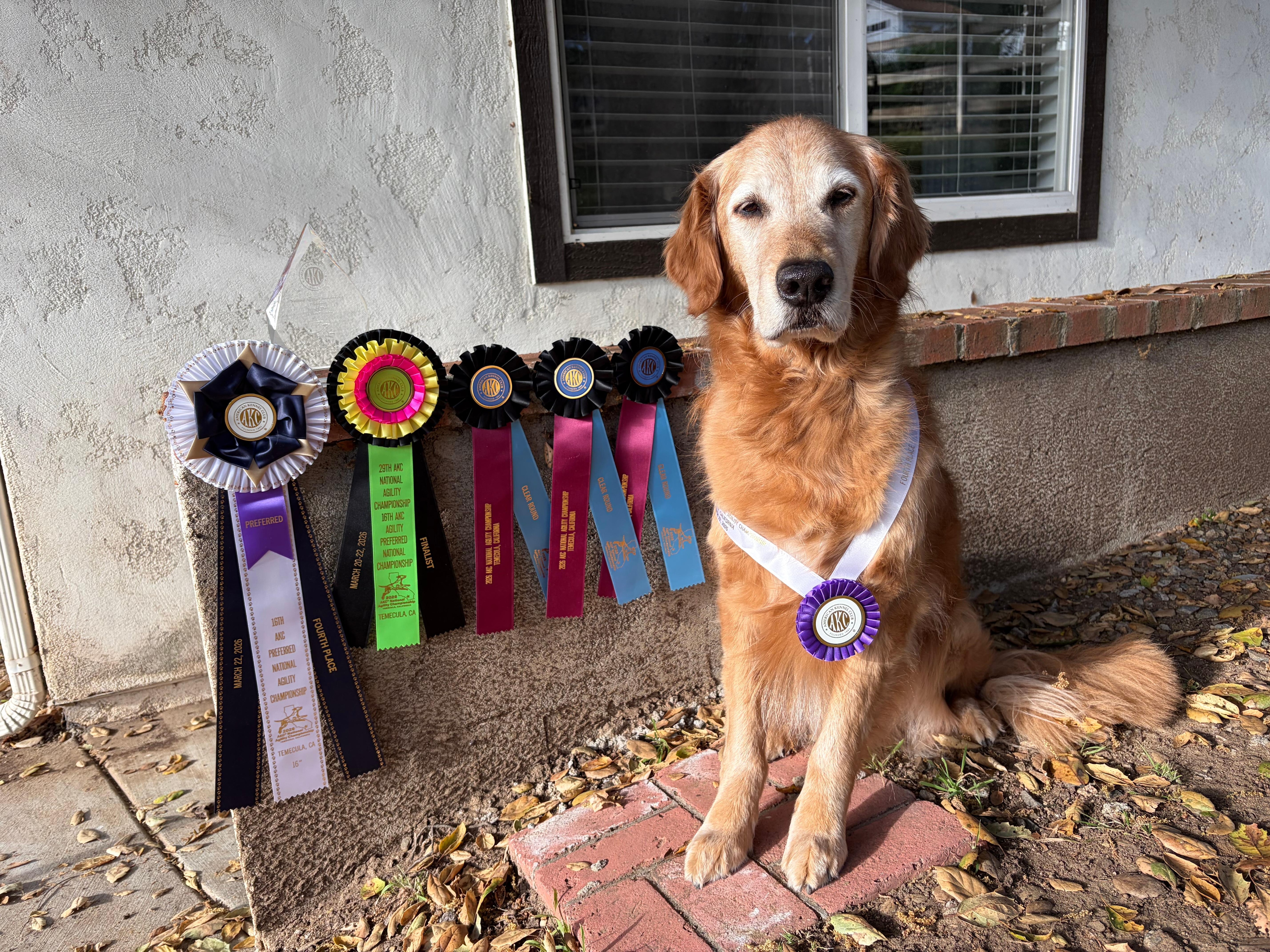 We were in town participating in the AKC National Agility Championship. Quest was 4th place 
