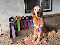 We were in town participating in the AKC National Agility Championship. Quest was 4th place