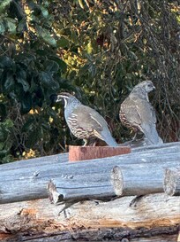A quail couple.