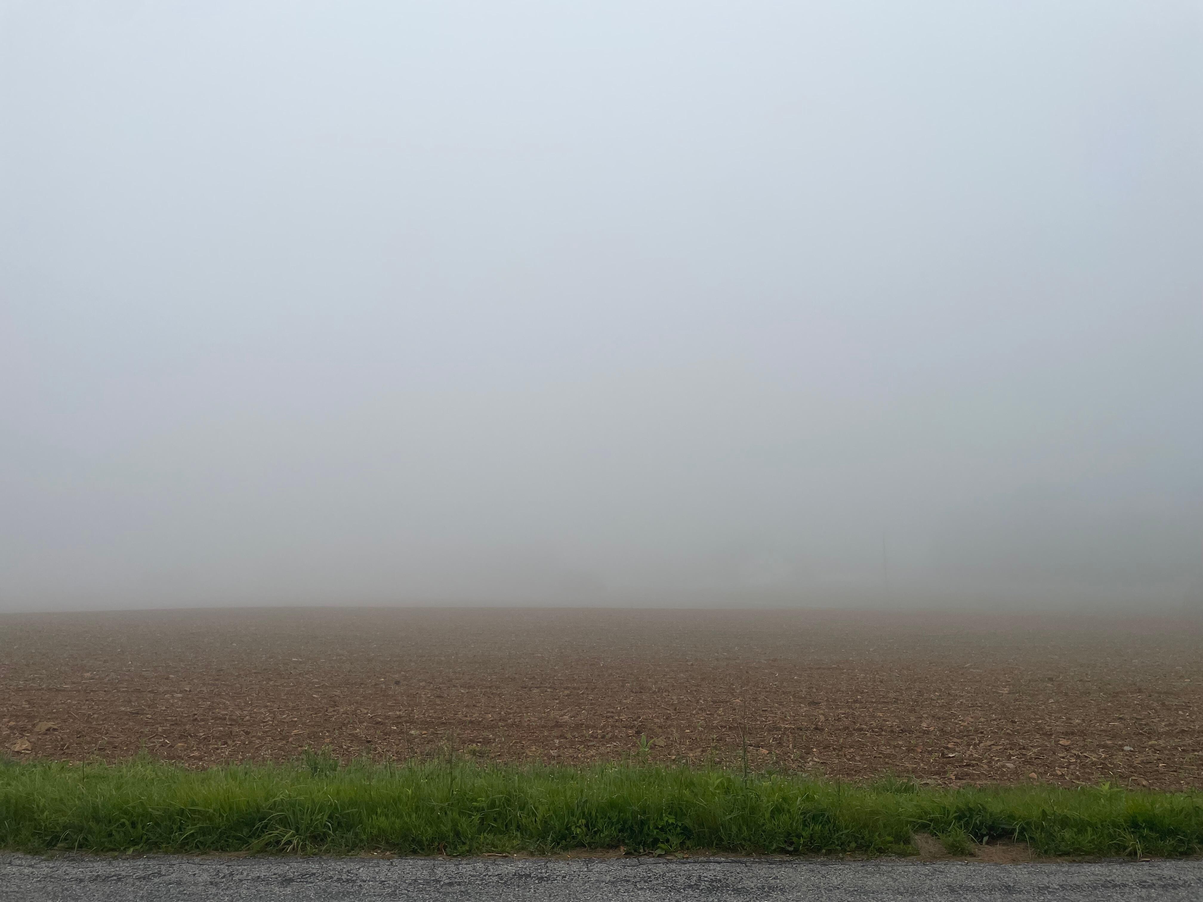 Foggy morning delight