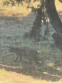 Bobcat right by the kitchen window