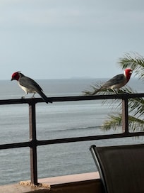 Some AM friends, don’t feed the birds!