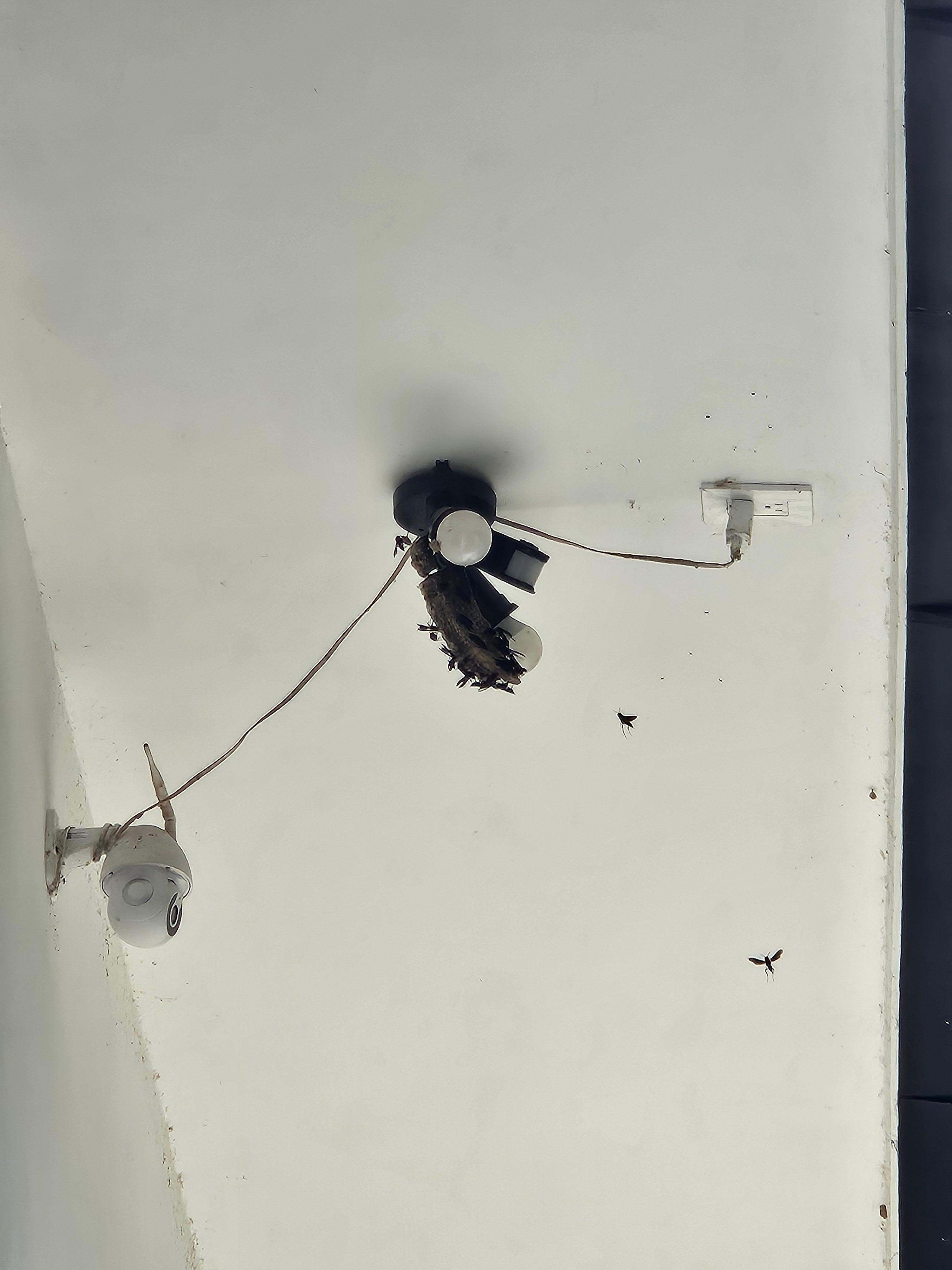 Bee/Hornet nest