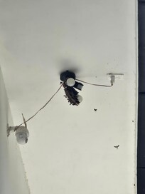 Bee/Hornet nest