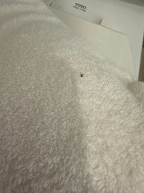 Bug in towel