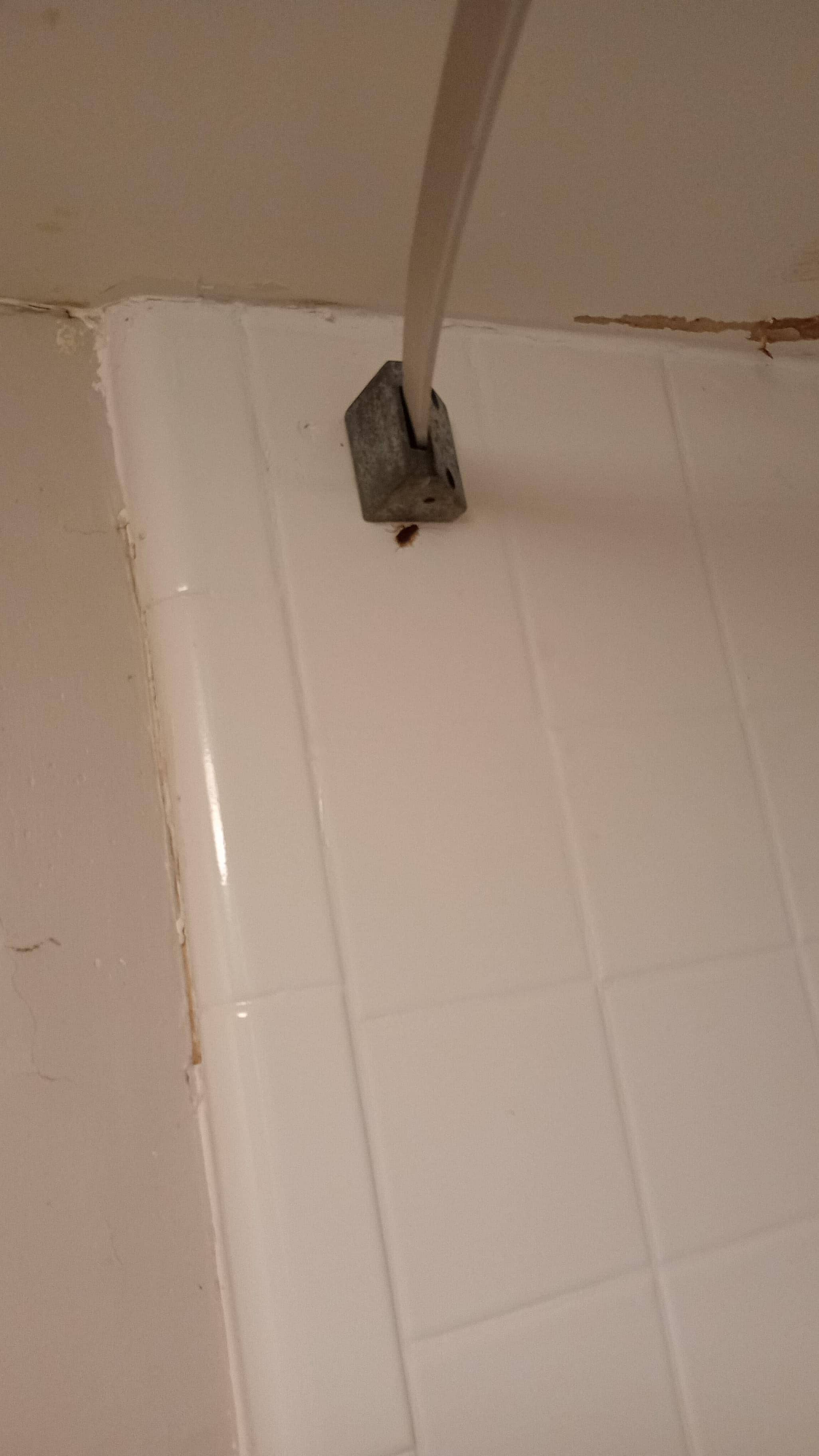 Cockroach in the shower 