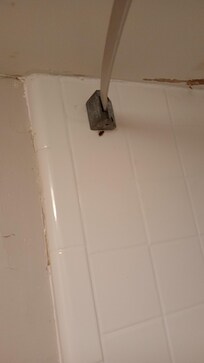 Cockroach in the shower