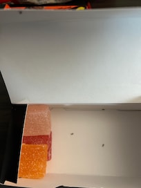 Ants in our food