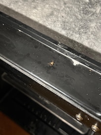 Smashed cockroach