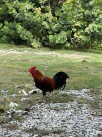 The pigeons of Culebra