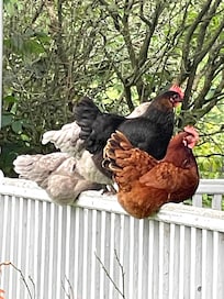 Feathered residents