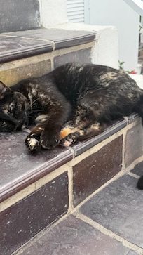 Cute sleeping cat on my step