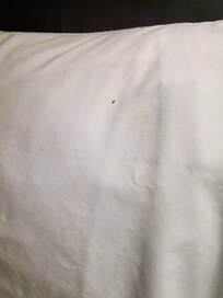 Bed bugs