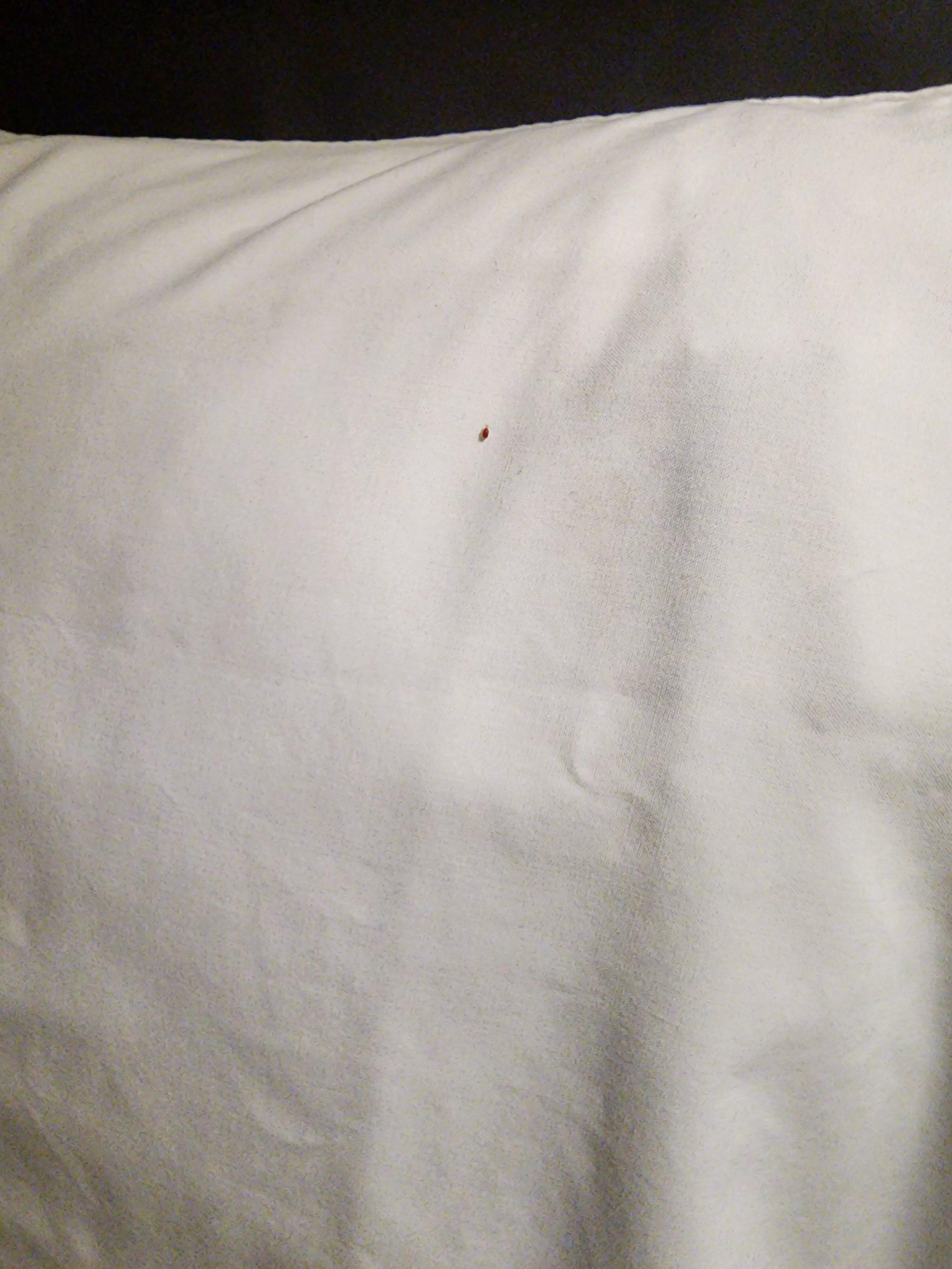 Bed bugs