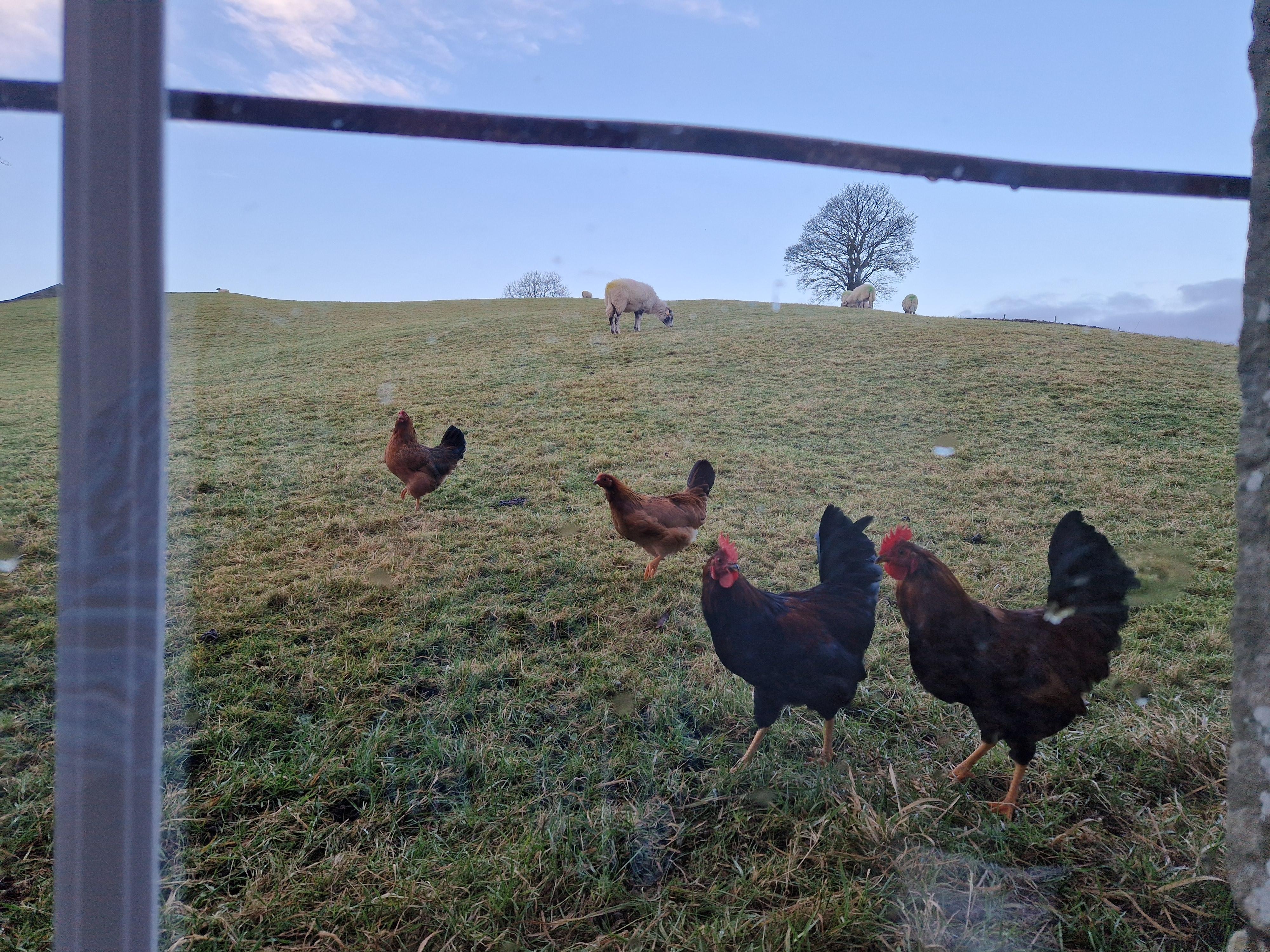 Chickens wander around the field with the sheep. 