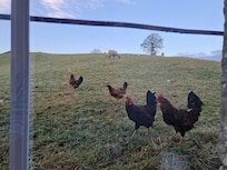 Chickens wander around the field with the sheep.