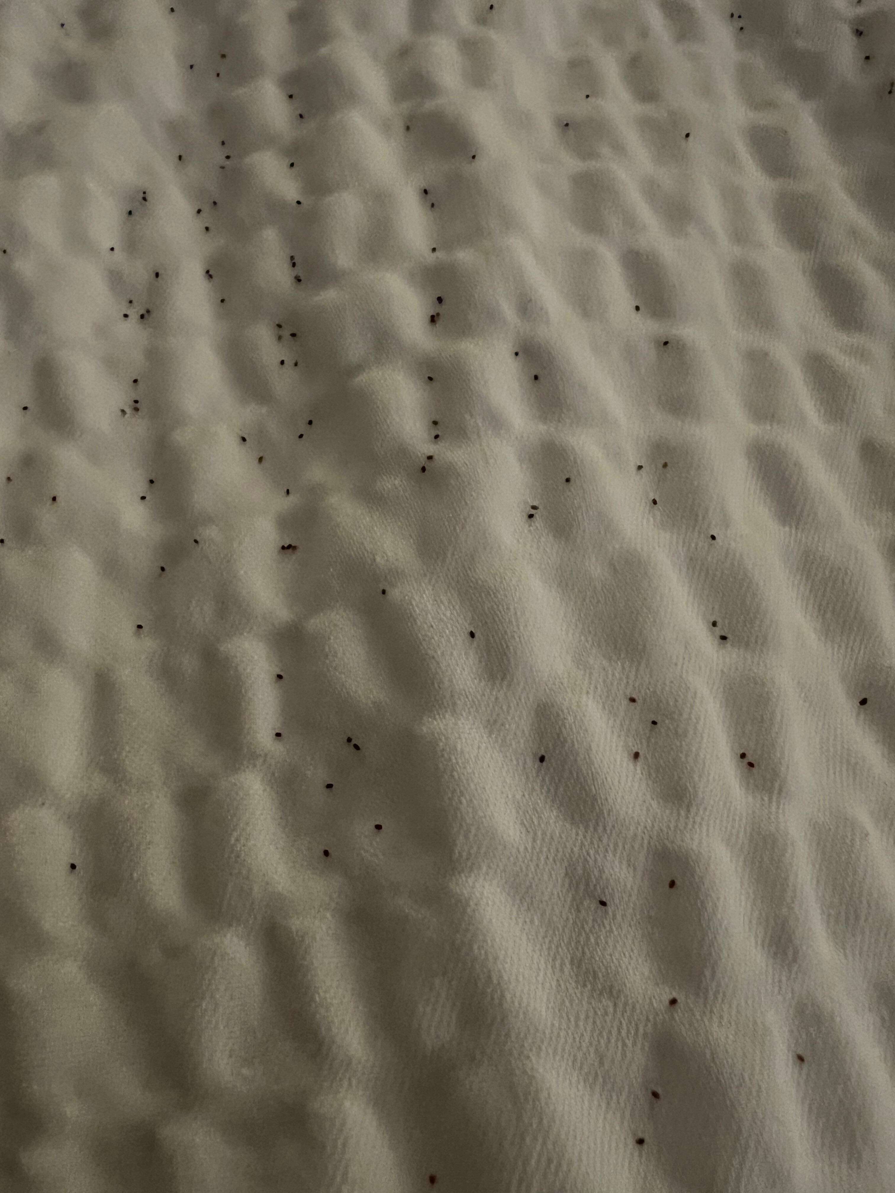 more bedbugs