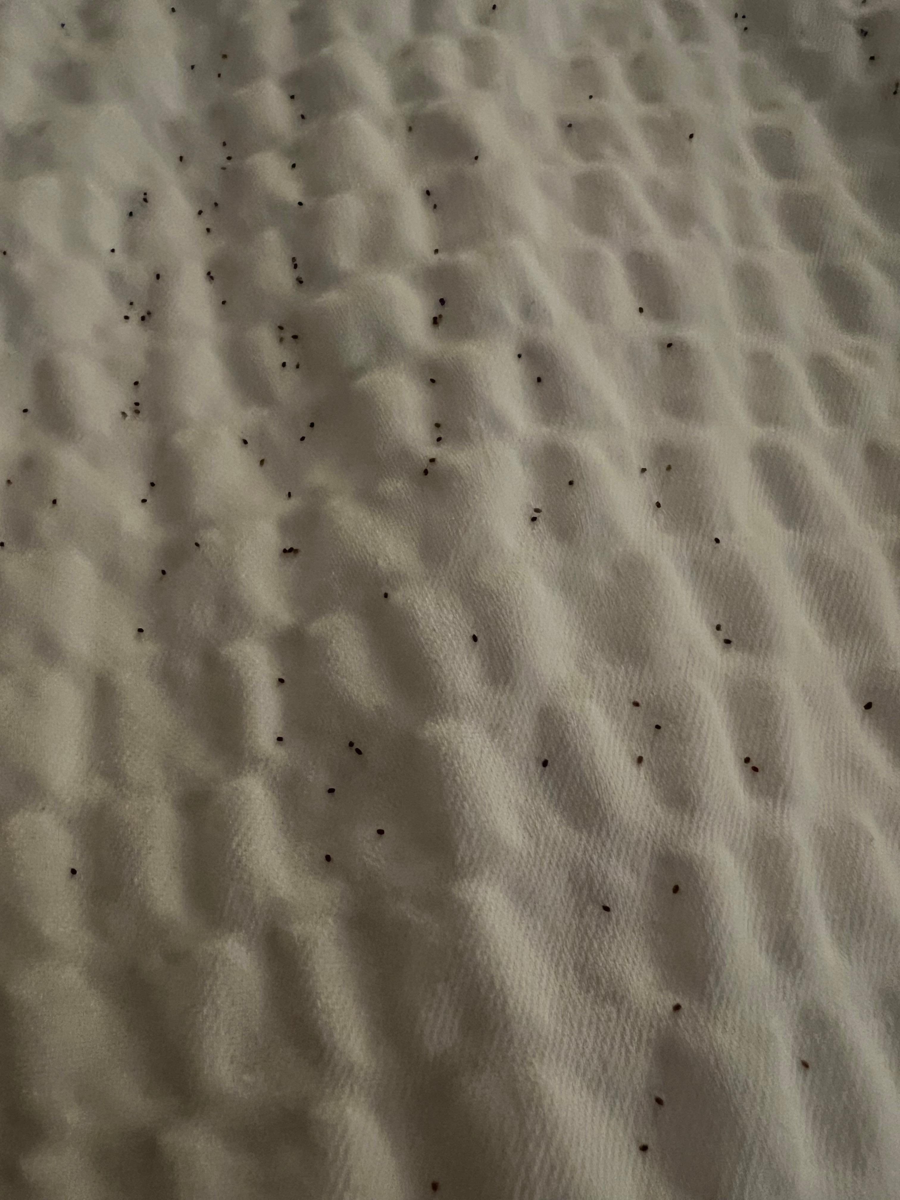 more bedbugs